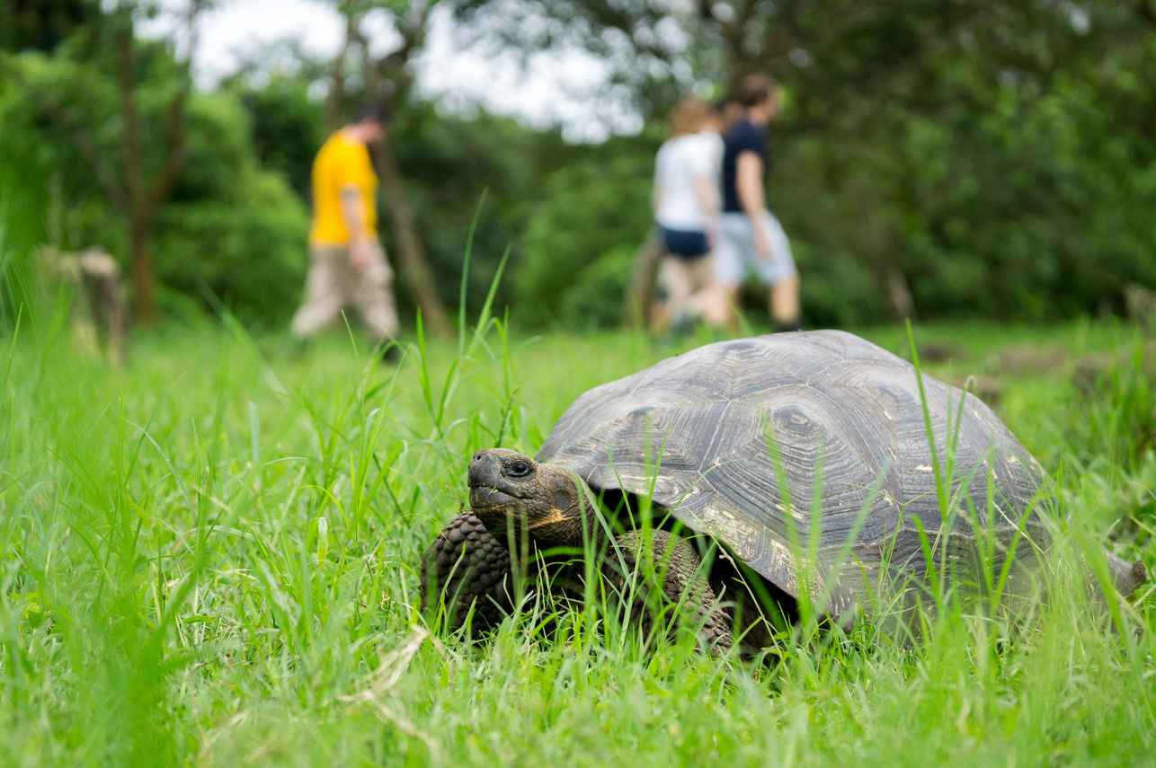 Tortoises