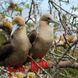 Red Footed Boobies