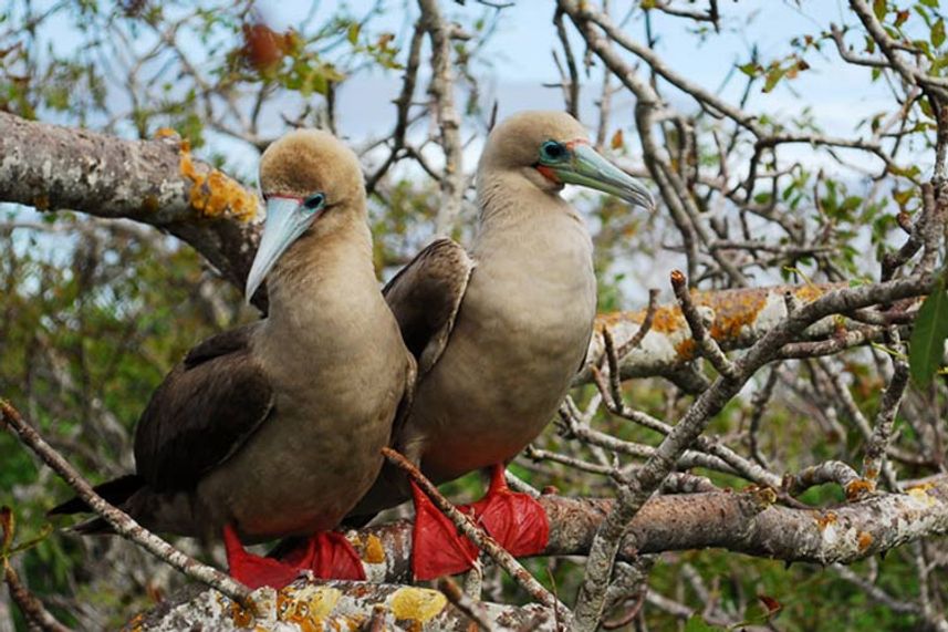 Red Footed Boobies