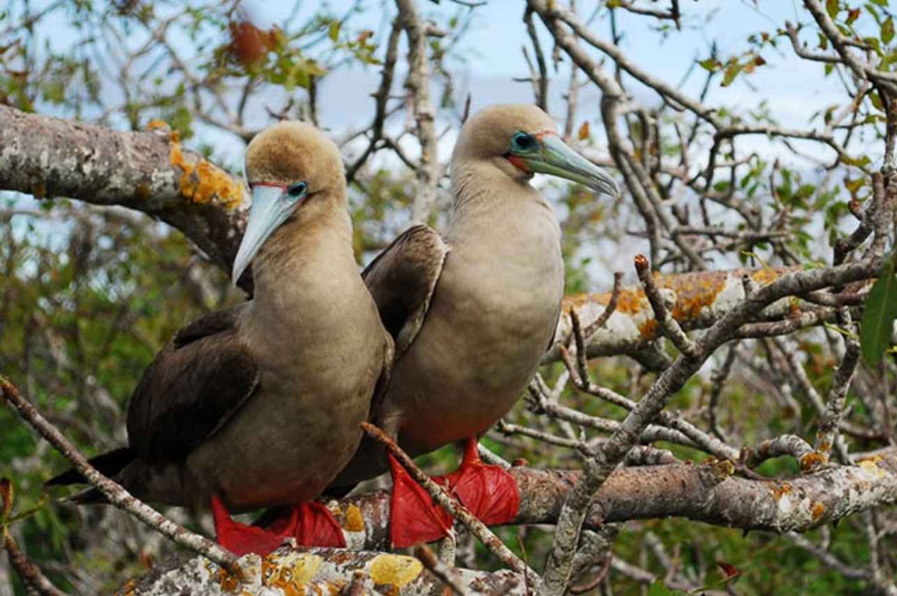 Red Footed Boobies