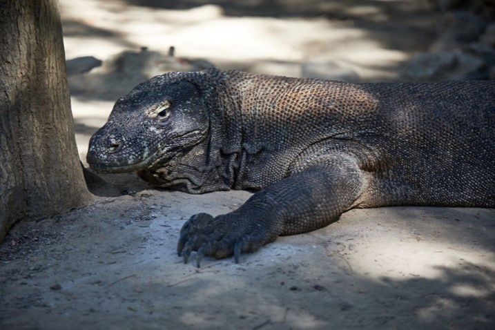 Komodo Dragon - Bulan Purnama