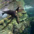 Marine Life - El Duque
