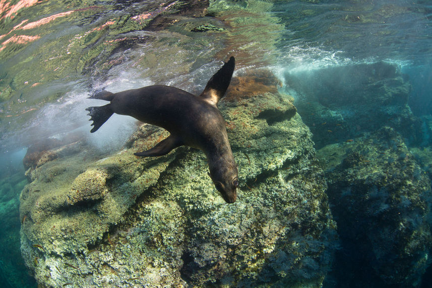 Marine Life - El Duque