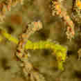 海洋生物 - Smiling Seahorse