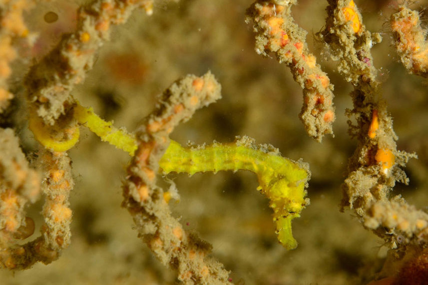 Marine Life - Smiling Seahorse