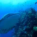 Marine Life - Smiling Seahorse