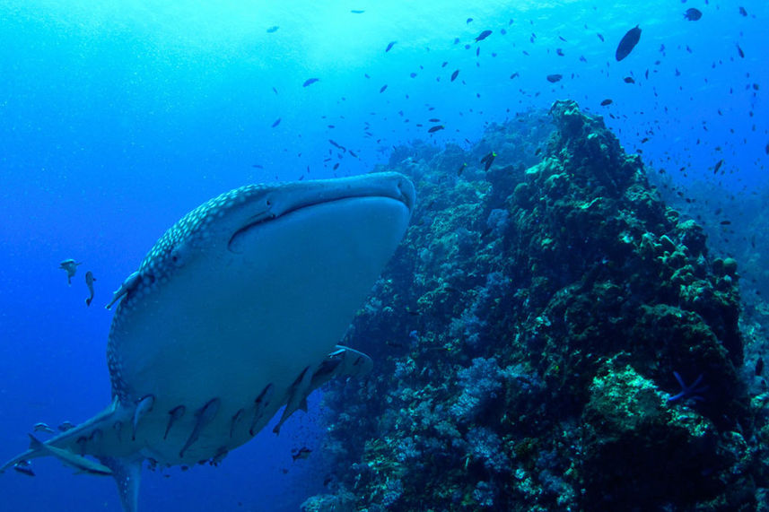 Vida Marinha - Smiling Seahorse