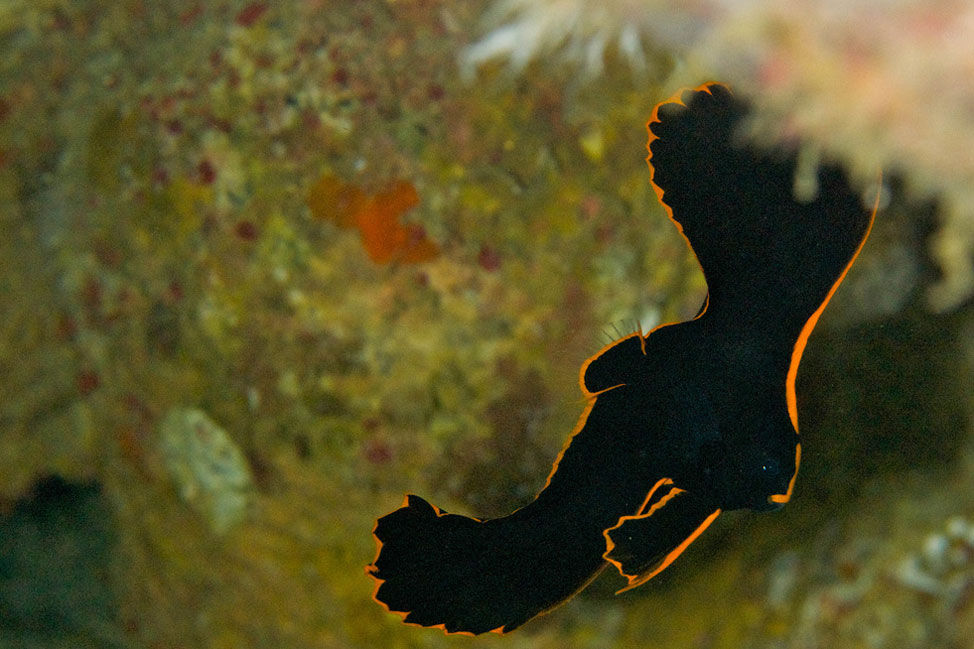 해양 생물 - Smiling Seahorse