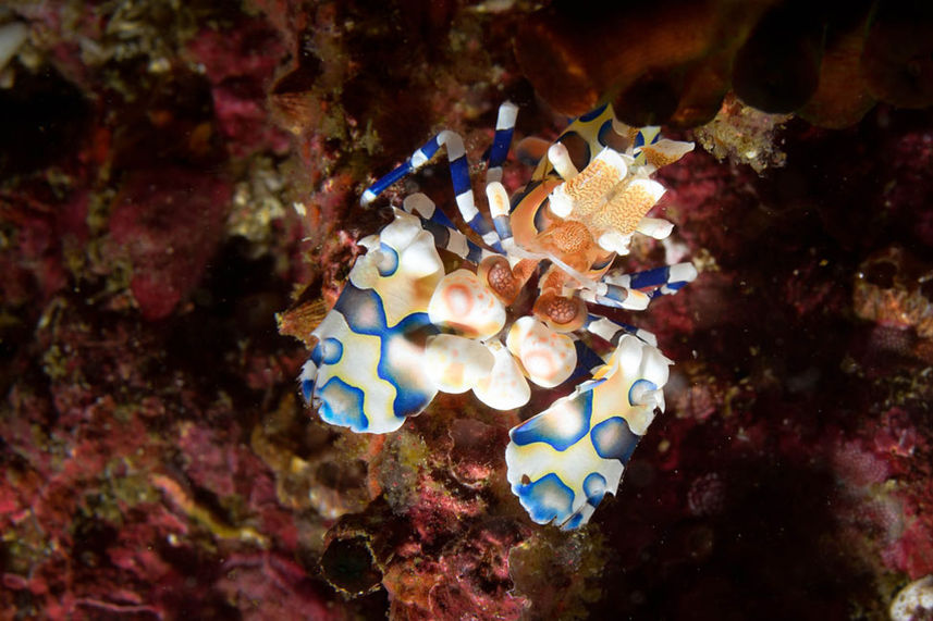 Marine Life - Smiling Seahorse