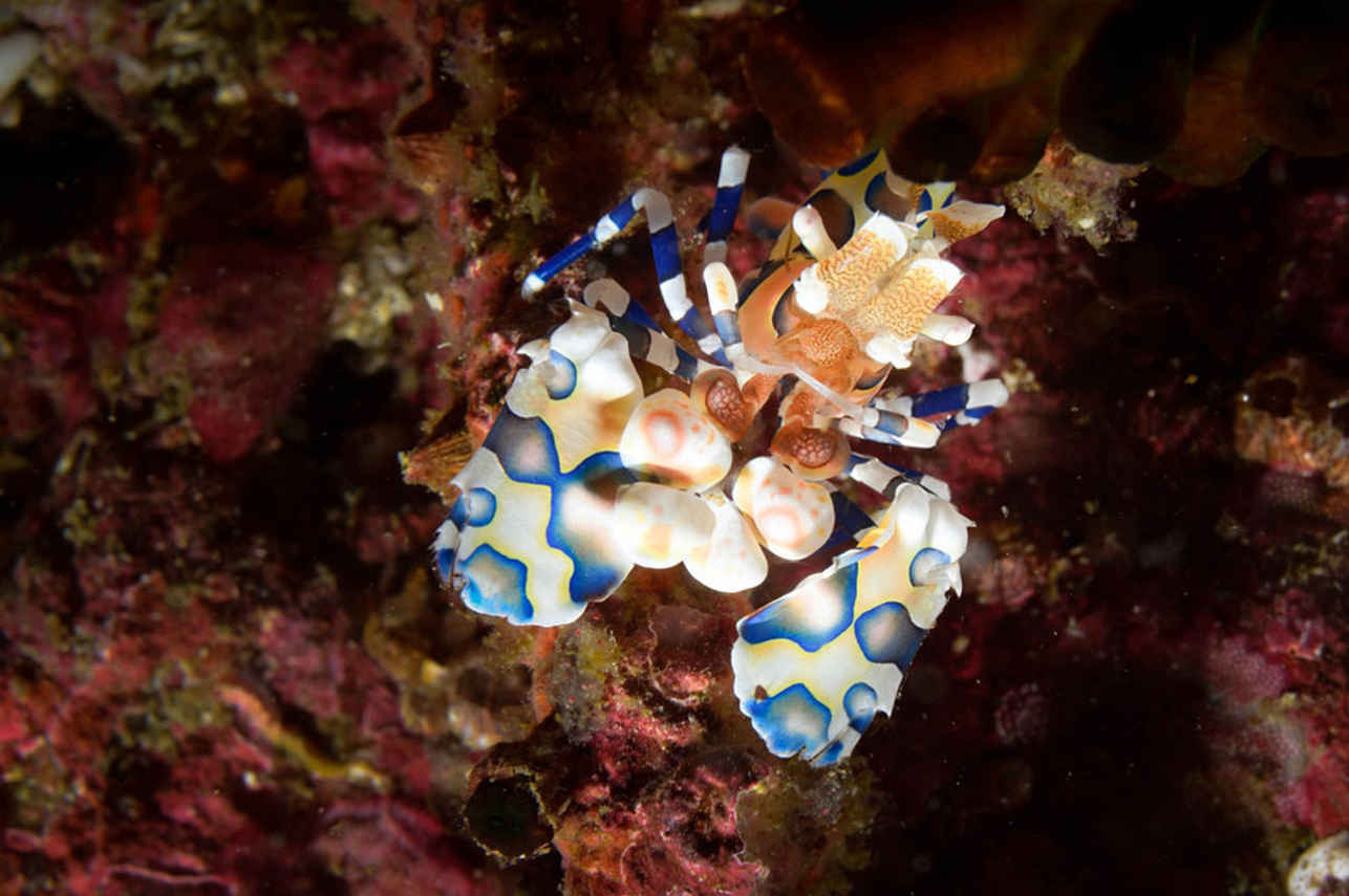 Vida Aquatica  - Smiling Seahorse