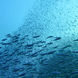 Onderwaterleven - Sea World 1