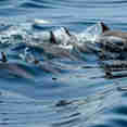 Marine Life