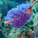 Bluebell Tunicates