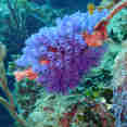 Bluebell Tunicates