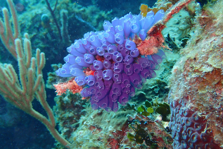 Bluebell Tunicates