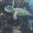 Turtle - Zeppelin
