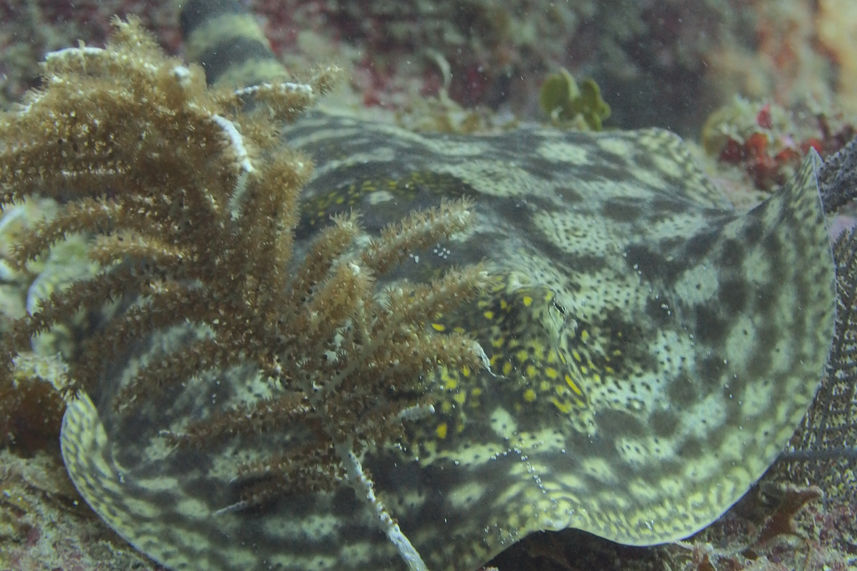 Yellow Stingray