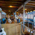 Dining Room - Cajoma V