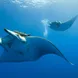 Manta Rays