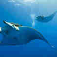 Manta Rays