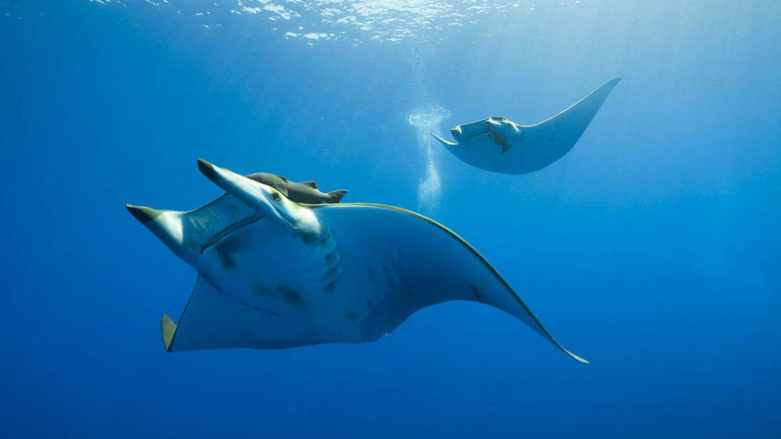 Manta Rays