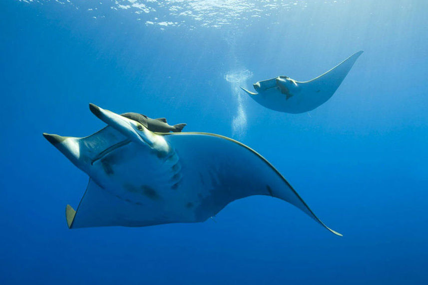 Manta Rays