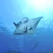 Manta