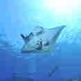 Manta