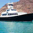 Nautilus Gallant Lady