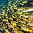 Vita marina - Nautilus Gallant Lady