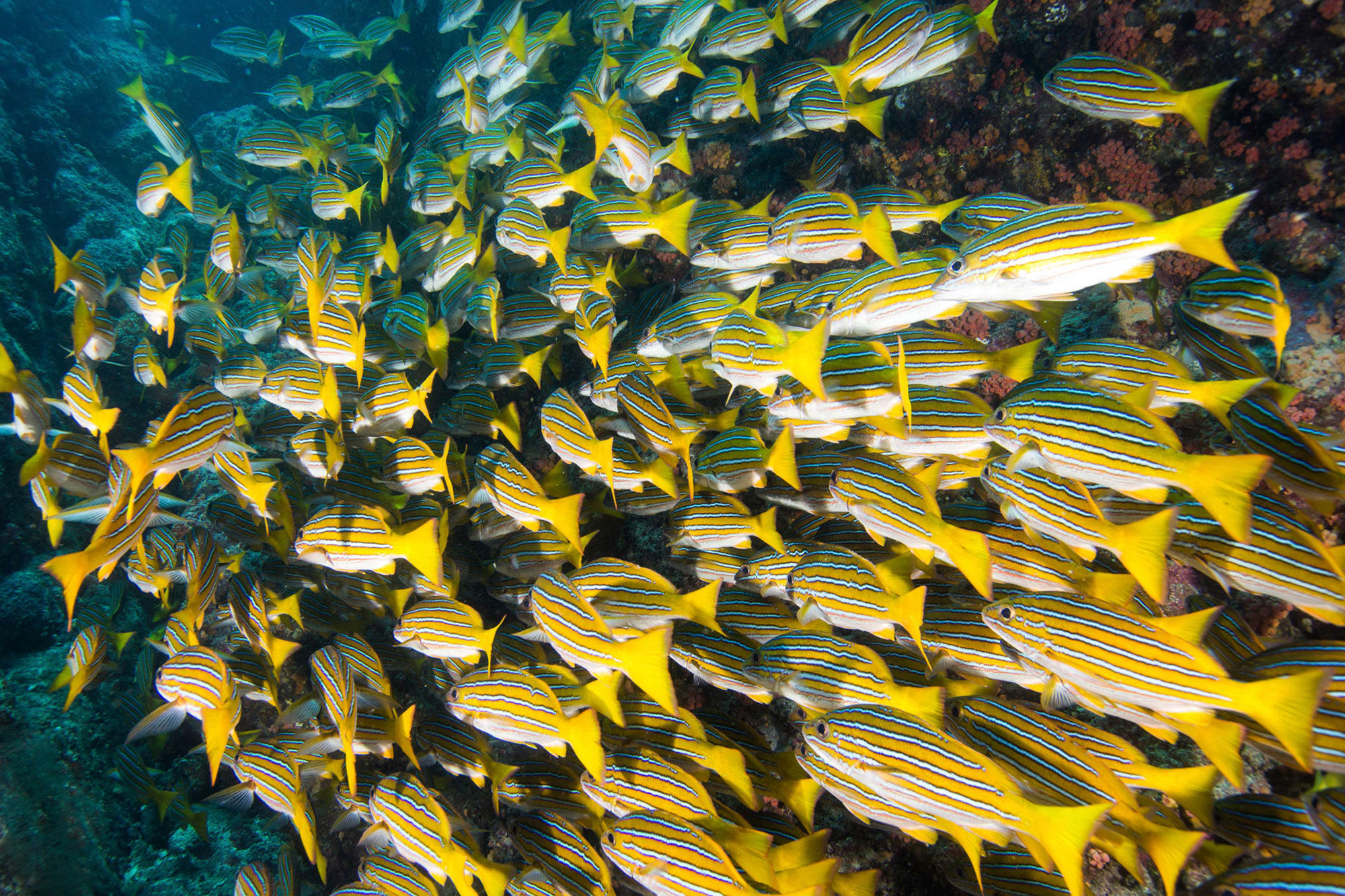 Marine Life - Nautilus Gallant Lady