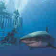 Tiburon - Nautilus Gallant Lady