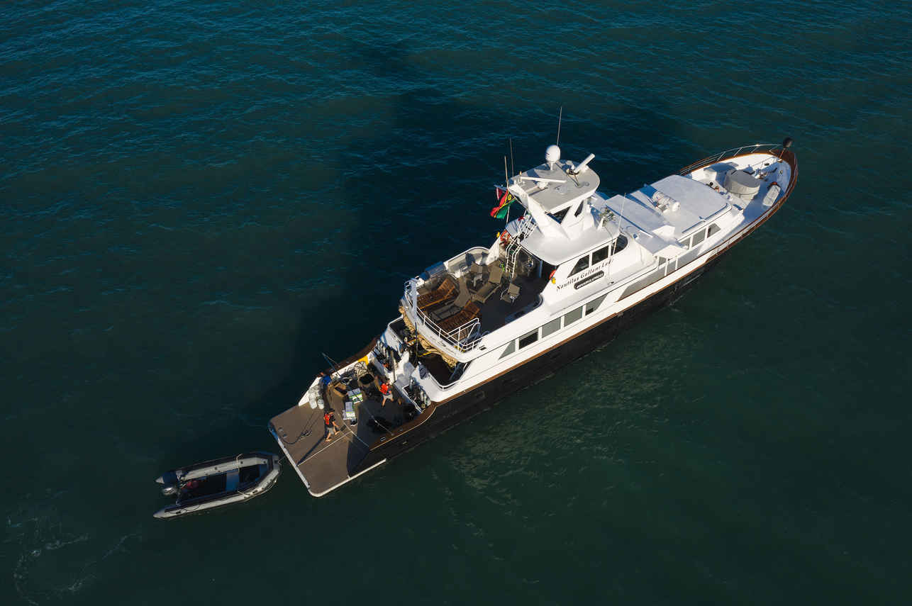 Nautilus Gallant Lady