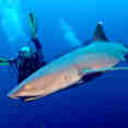 Squali - Nautilus Gallant Lady