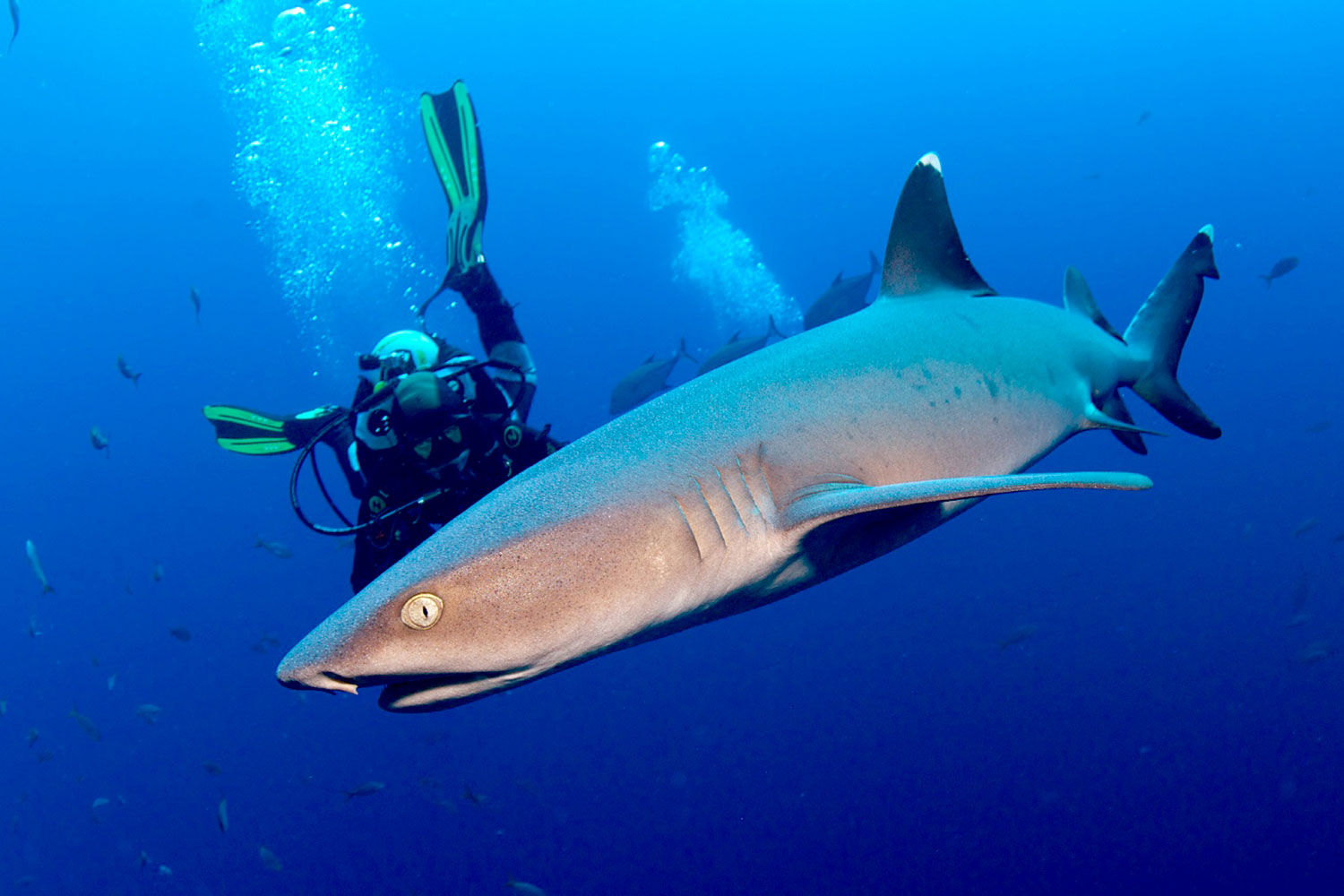 Dive in Guadalupe