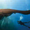 Diving