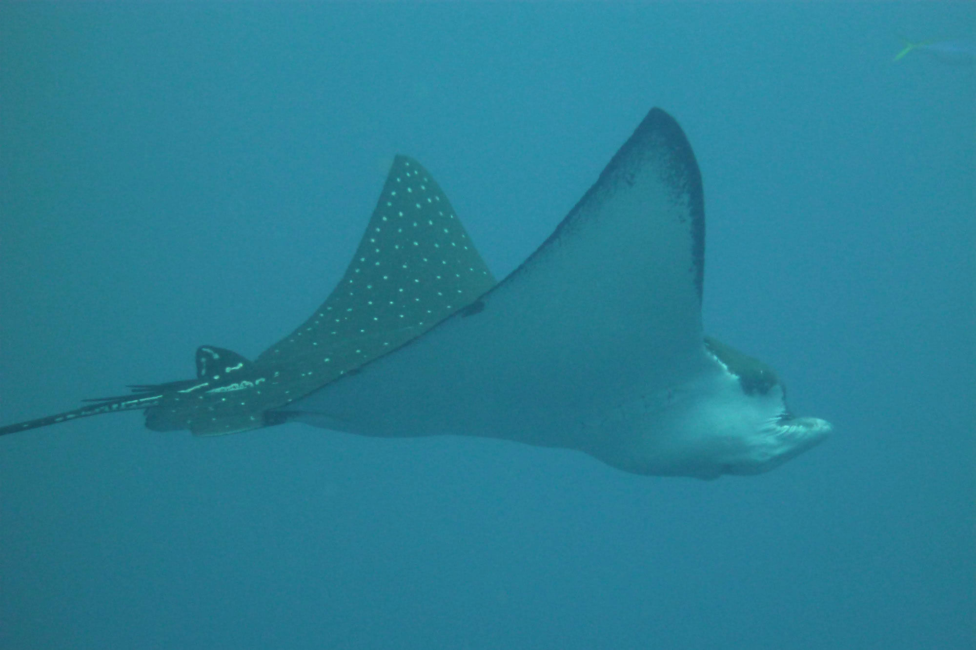 Marine Life - Akomo Isseki