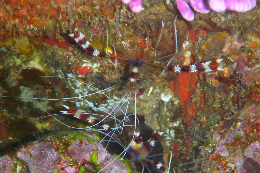 Marine Life - Akomo Isseki