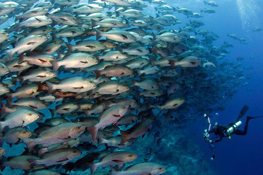 Marine Life - Akomo Isseki