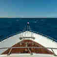 Nemo Bow