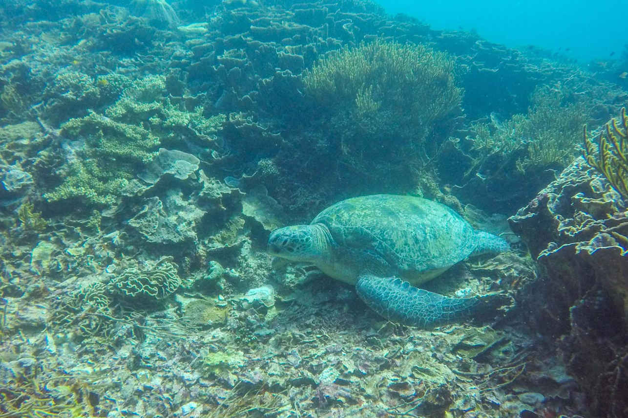 Schildpad - Kelana