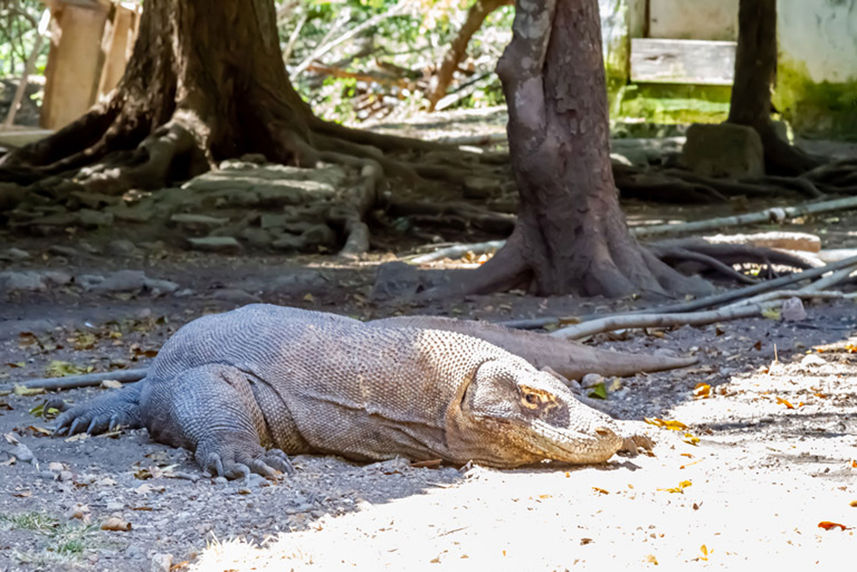 Komodo Dragon - Kelana