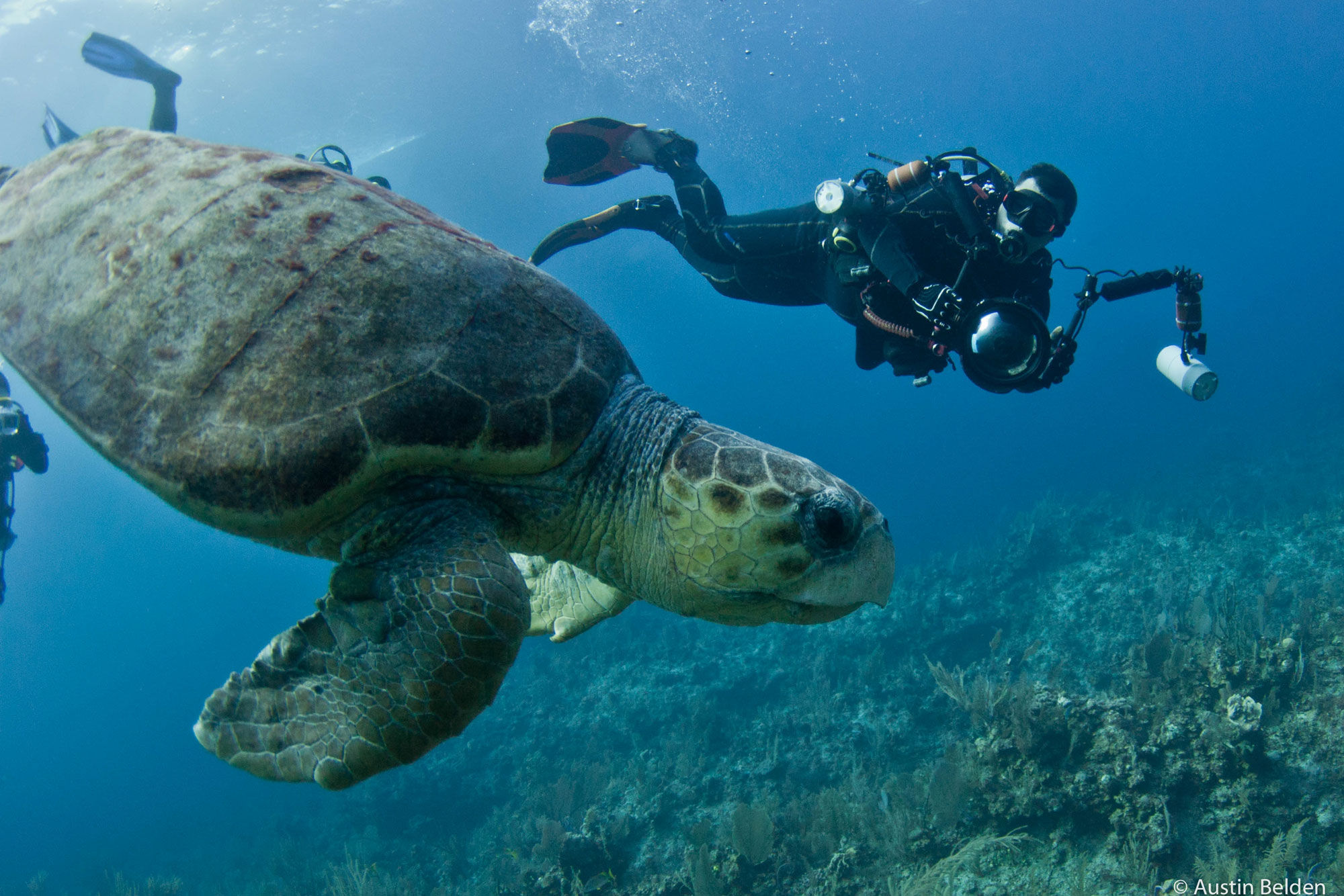 Cat Ppalu, Bahamas - LiveAboard.com