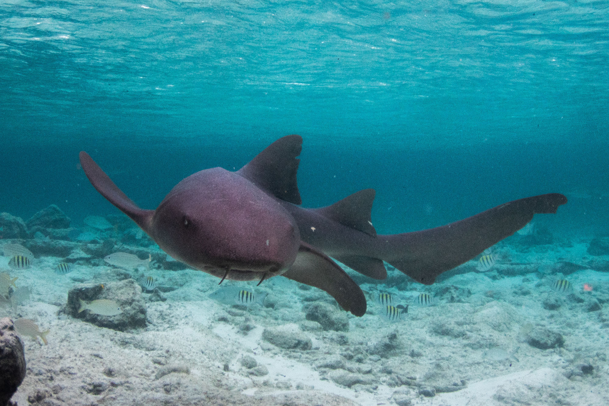 Requin - Cat Ppalu