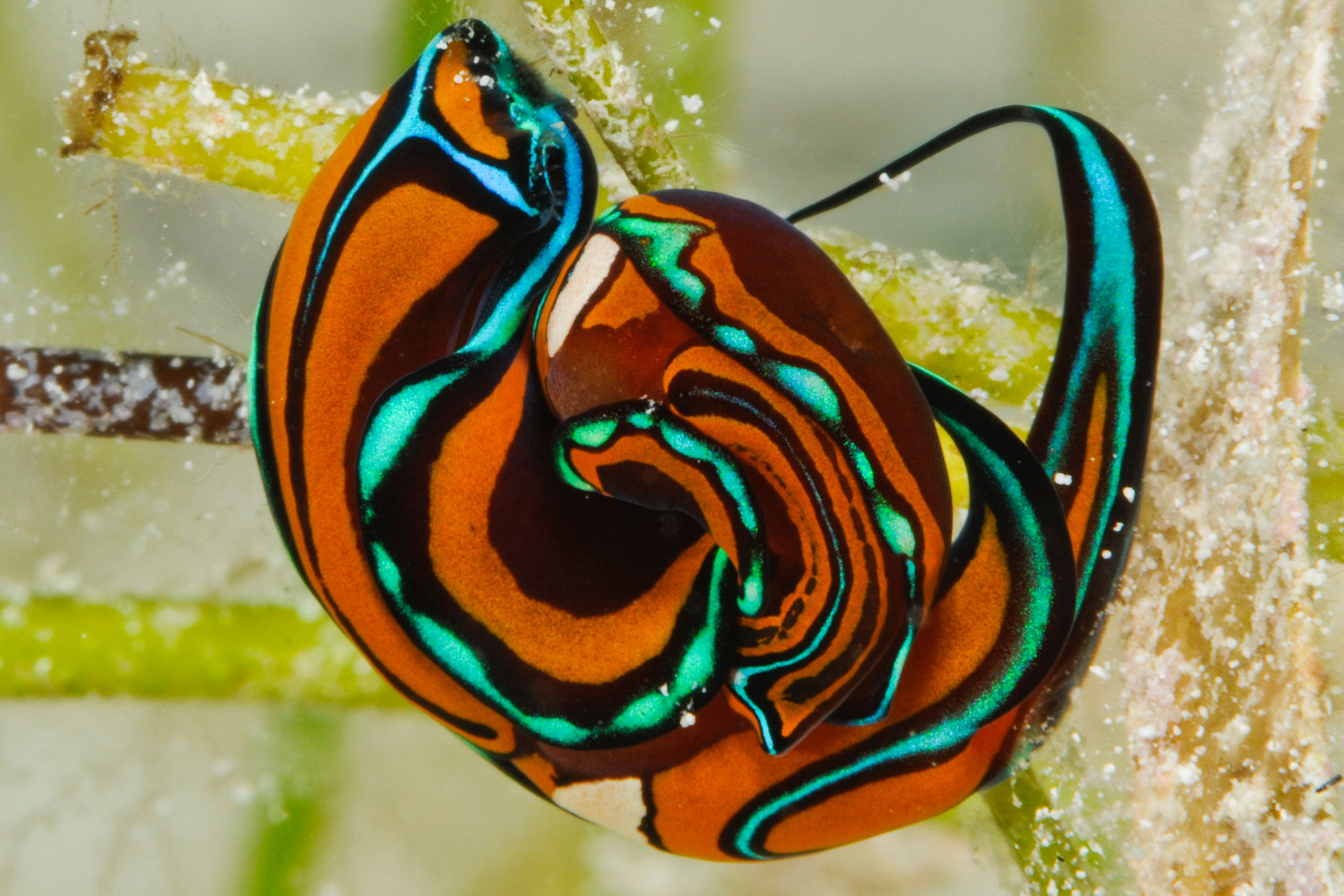 Cat Ppalu, Bahamas - LiveAboard.com