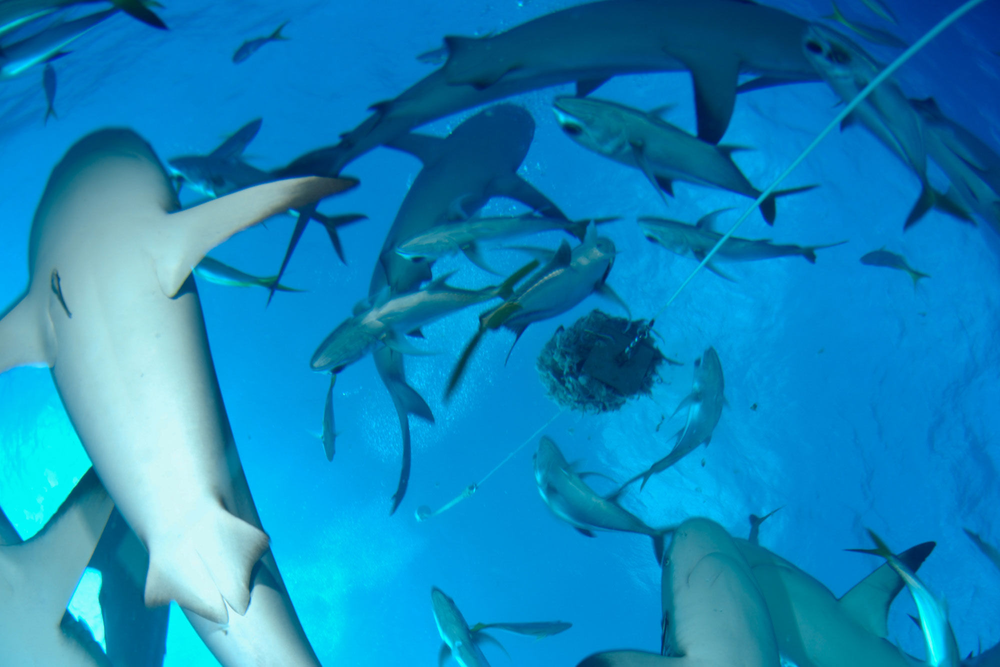 Cat Ppalu, Bahamas - LiveAboard.com