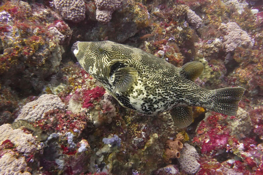 Marine Life - Cahaya Bersama