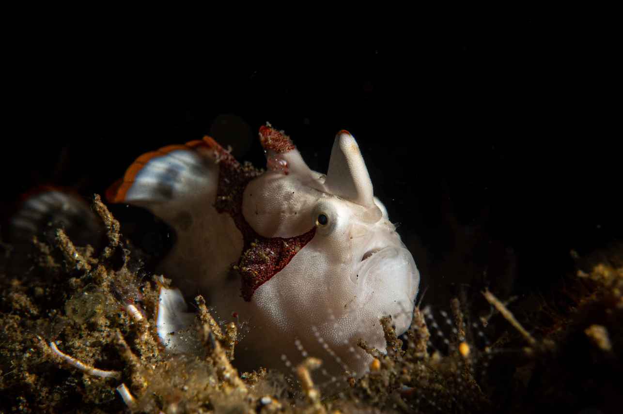 Vita marina - Wellenreng