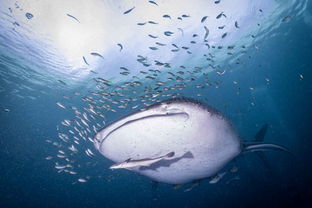 Squalo Balena - Wellenreng