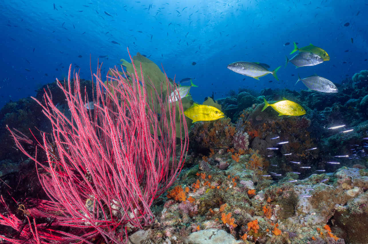 Vita marina - Wellenreng